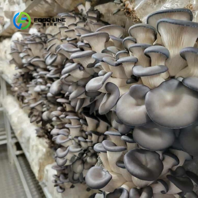 Granja Modular en Contenedores - Vertical Farming Urban Agriculture reseña y precio